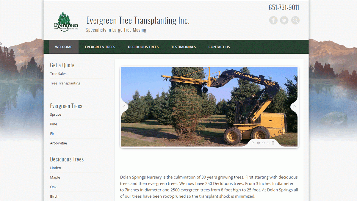 evergreen-tree-transplating
